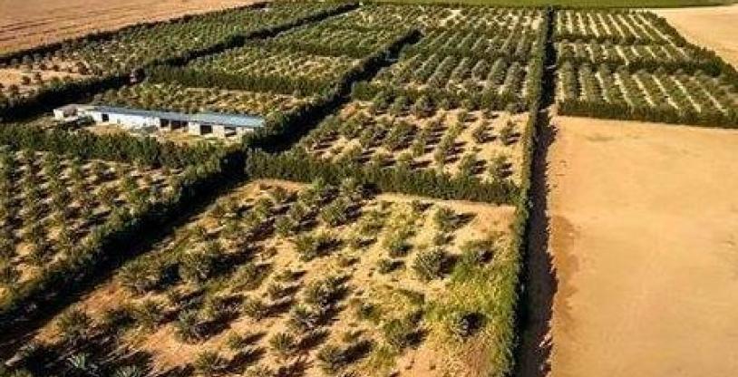 النسخة المصغرة