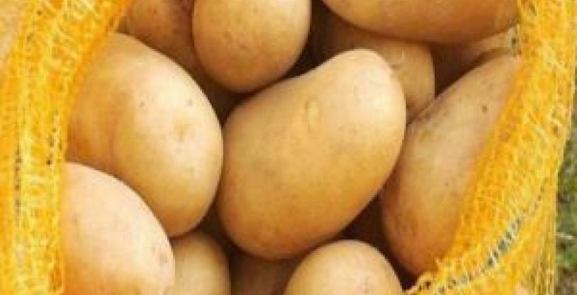 النسخة المصغرة