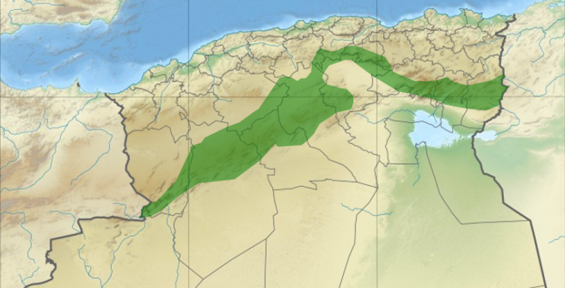 النسخة المصغرة