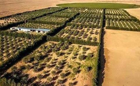 النسخة المصغرة